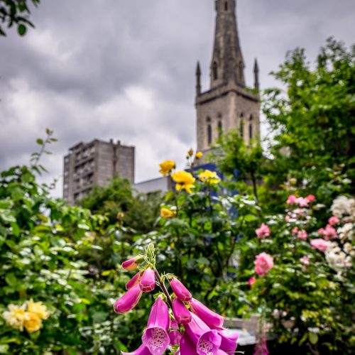 20160619_Tower-Hamlets_Cable-Street-Community-Gardens_Foxgloves