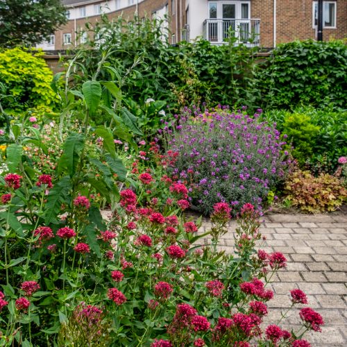 20160619_Tower-Hamlets_Winterton-House-Organic-Garden_Summer-flowers