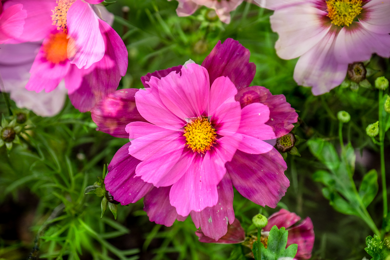 20160619_Tower-Hamlets_Woollen-House-Communal-Garden_Double-Petals