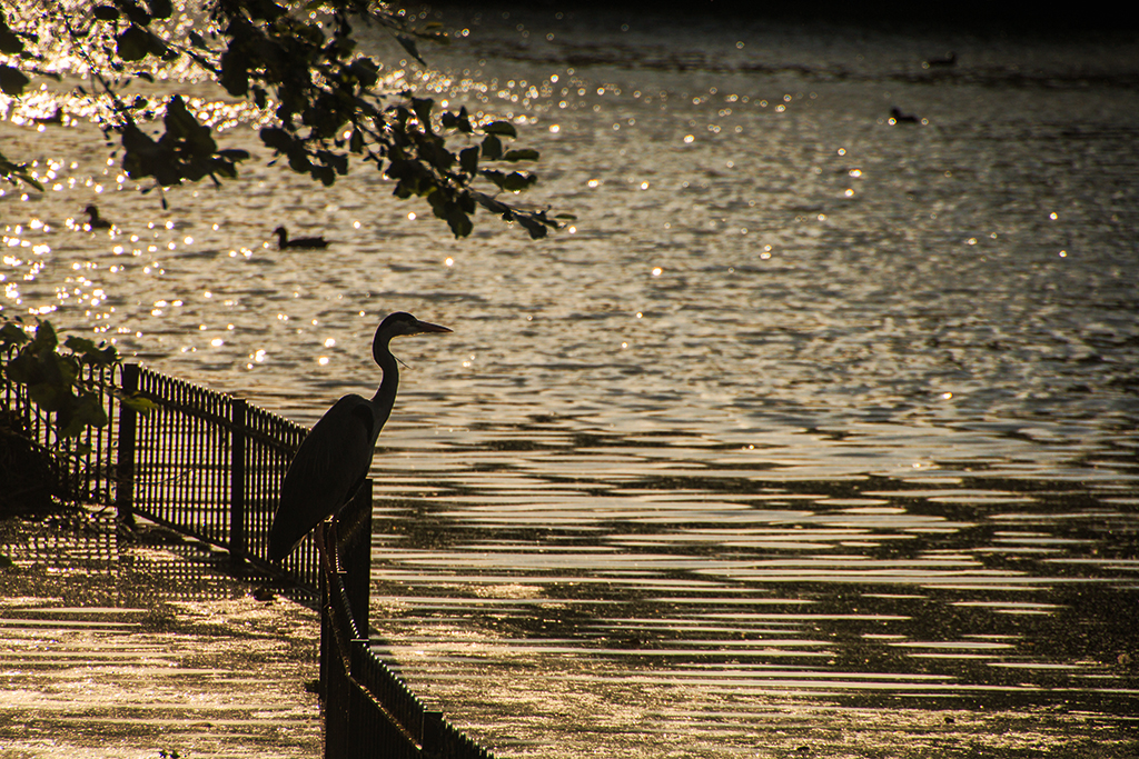 3809-Battersea-Heron