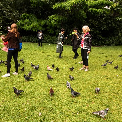 3964-Hyde-Park-people-parakeets-and-pidgeons