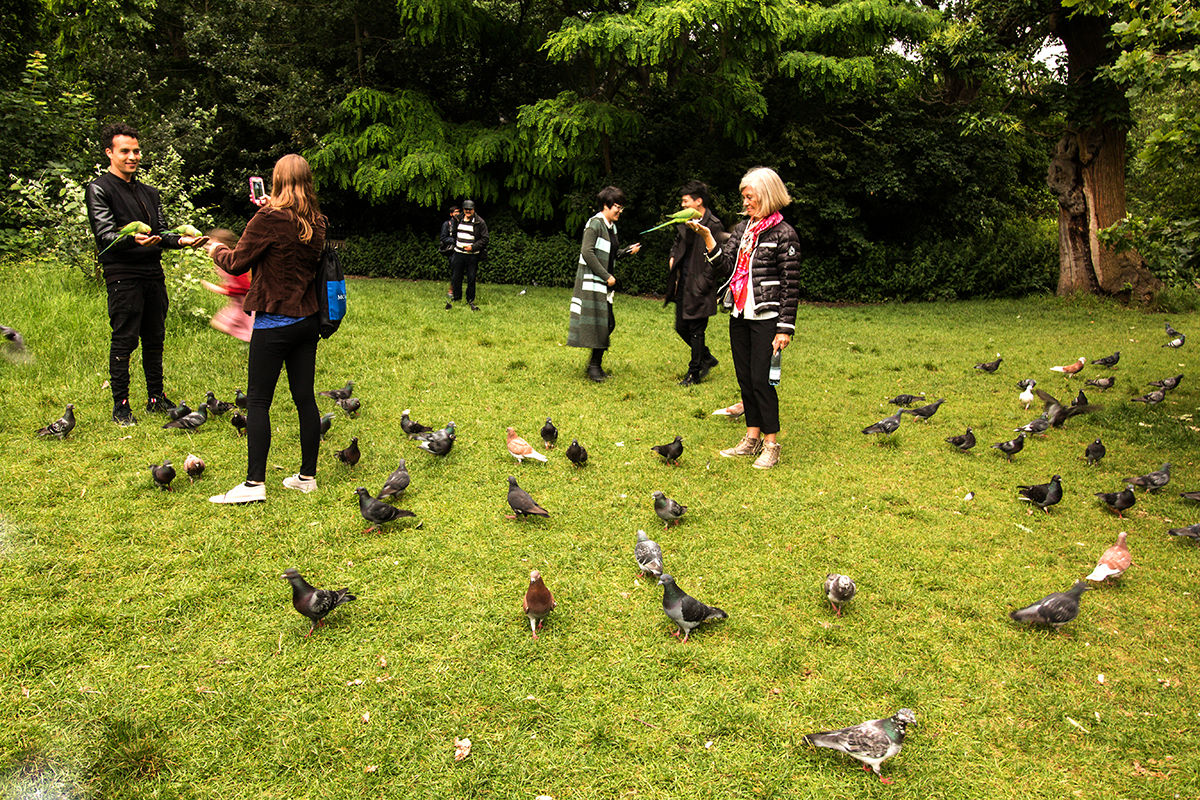3964-Hyde-Park-people-parakeets-and-pidgeons