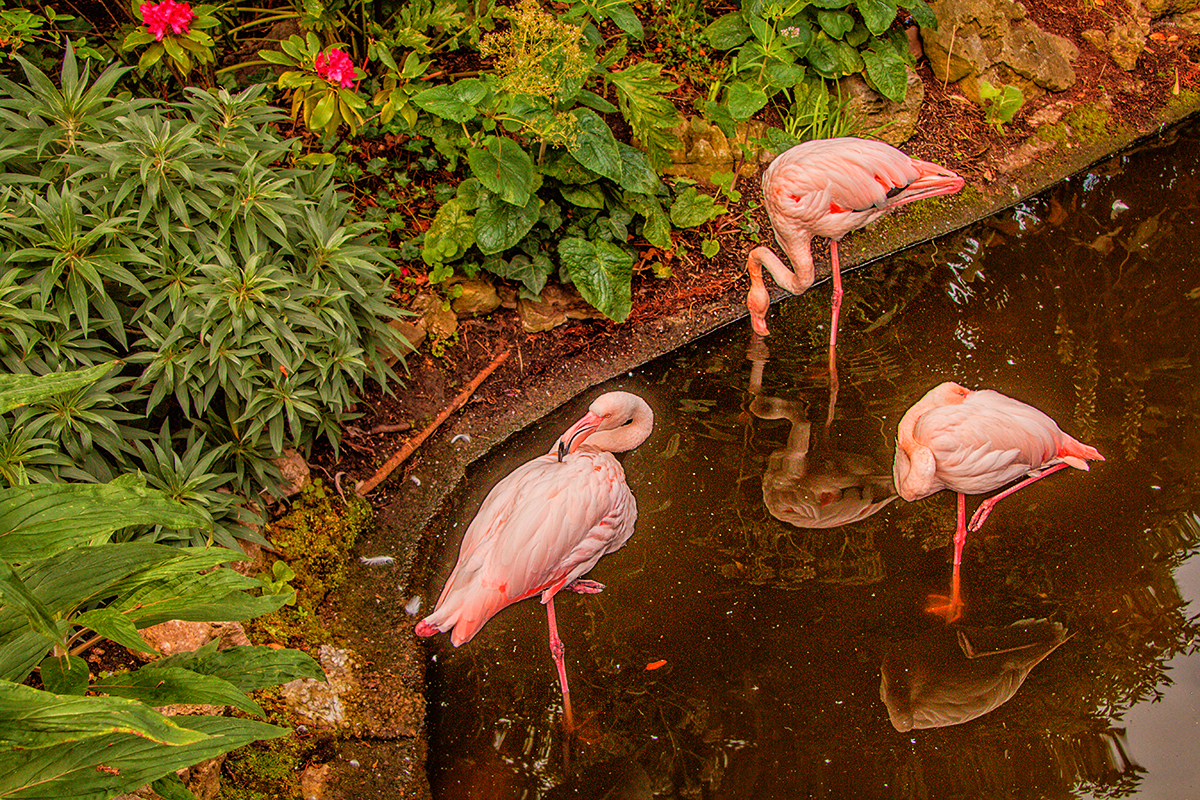 4145-O24-Roof-Garden-W8-5SA-flamingoes-in-roof-garden-on-top-of-what-used-to-be-Derry-Toms-but-now-a-Virgin-business