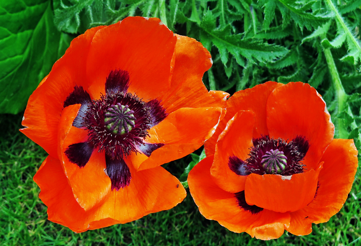 8143Anemones2