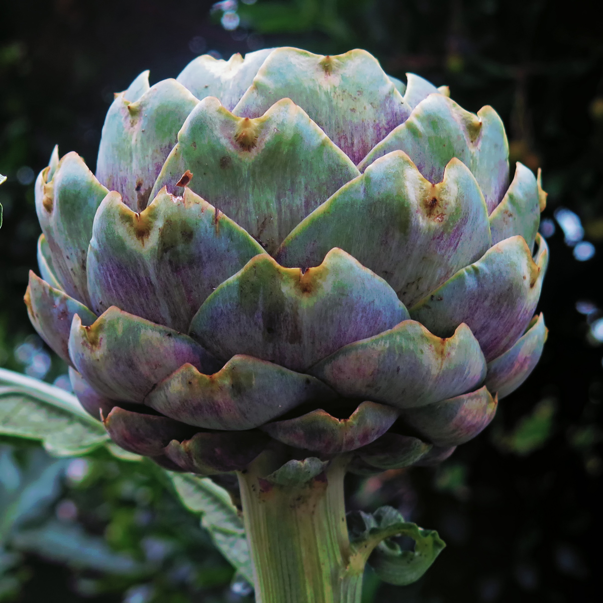 8252ArtichokeHamYardHotel2