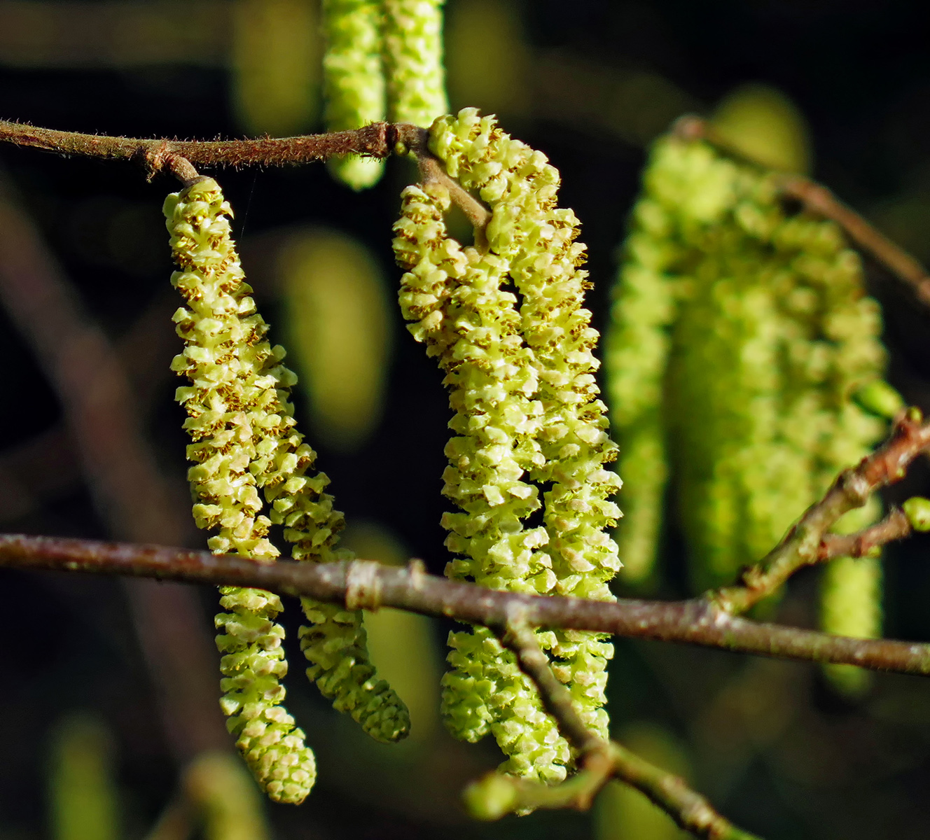 Catkins Trent Park EN4 Febrary