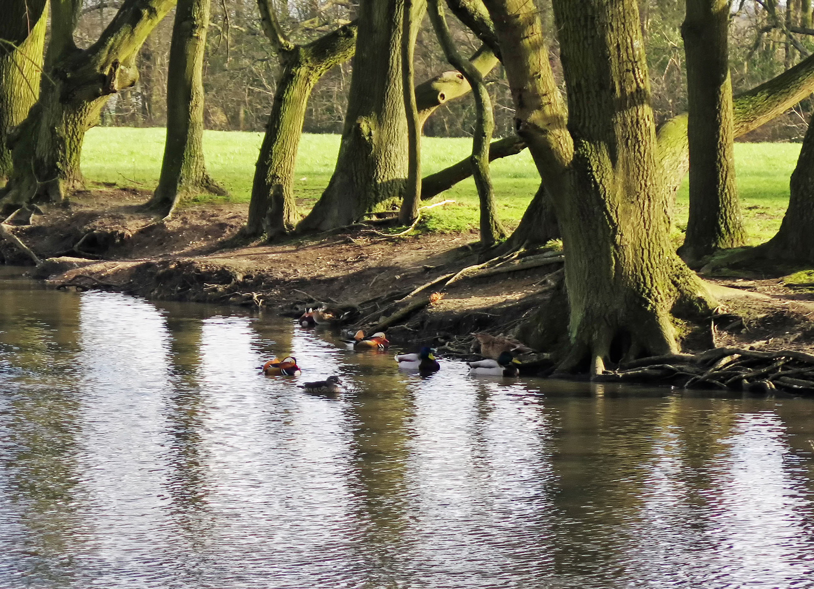 Ducks Trent Park EN4 Febrary