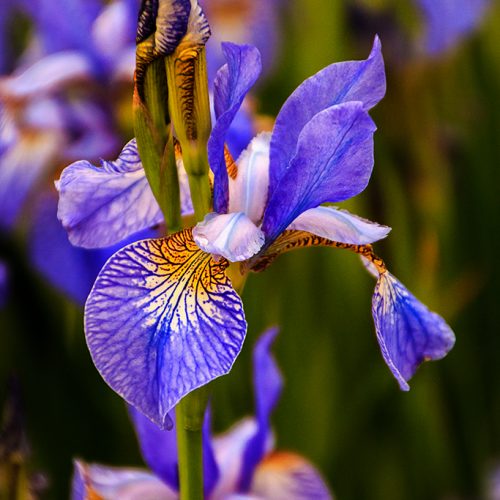 Broomfield Park - Iris