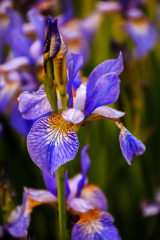 Broomfield Park - Iris