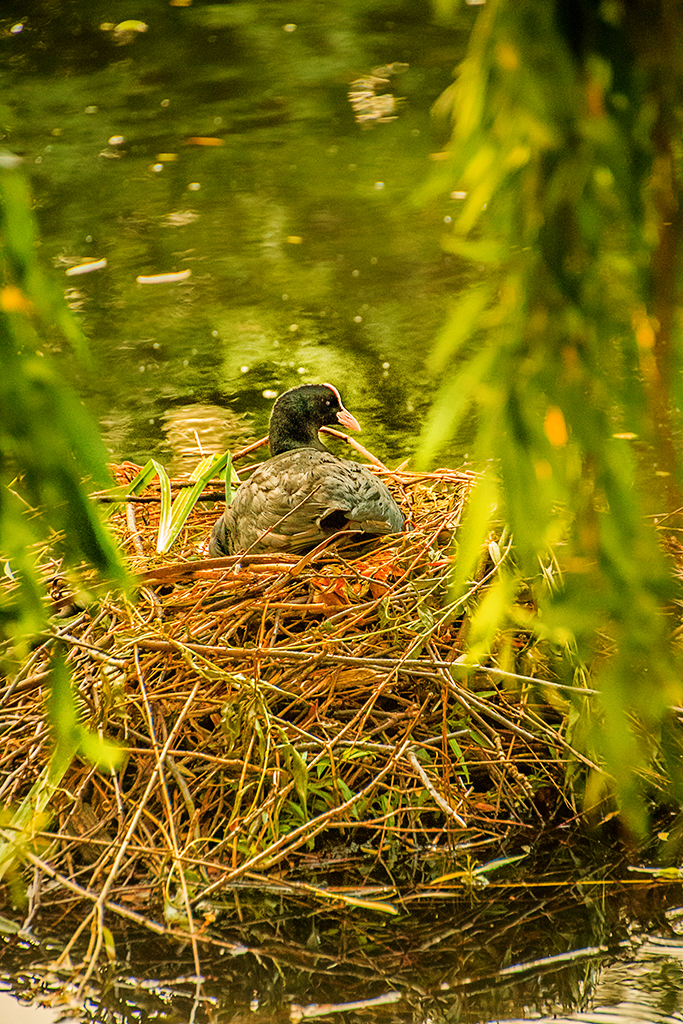 Gareth-Phillips_Broomfield-Park-2016_Moorhen-waiting-expectantly_3661