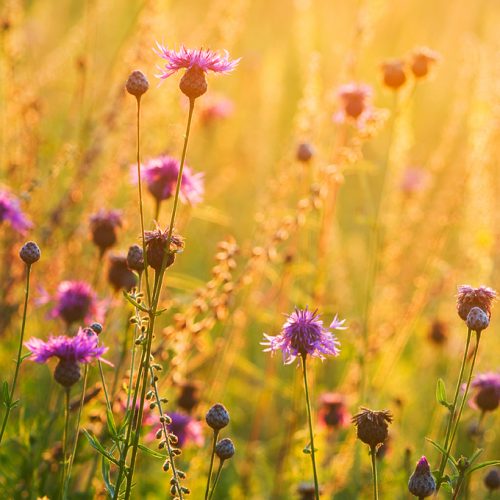 Greater Knpweed (Centaurea scabiosa) flowering on chalk downland, at sunrise, North Downs, Kent, England, July.