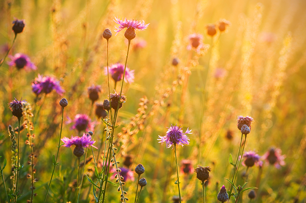 Greater Knpweed (Centaurea scabiosa) flowering on chalk downland, at sunrise, North Downs, Kent, England, July.