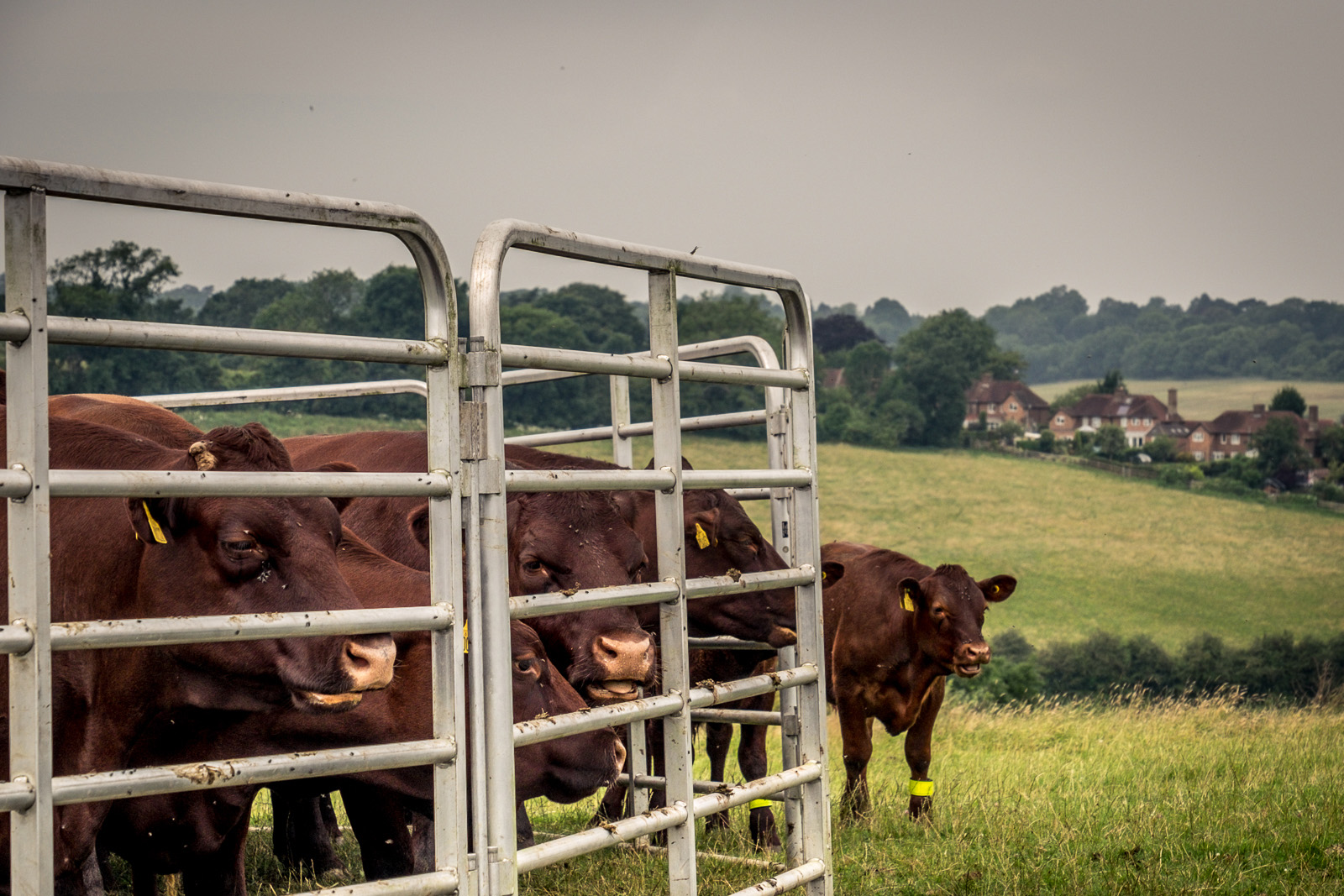 1 20160720_Croydon_Farthing Downs & New Hill_Moo small