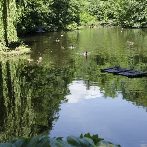 2016-07-06-Highgate_Summer_Waterlow-Park_Ponds_Reflections