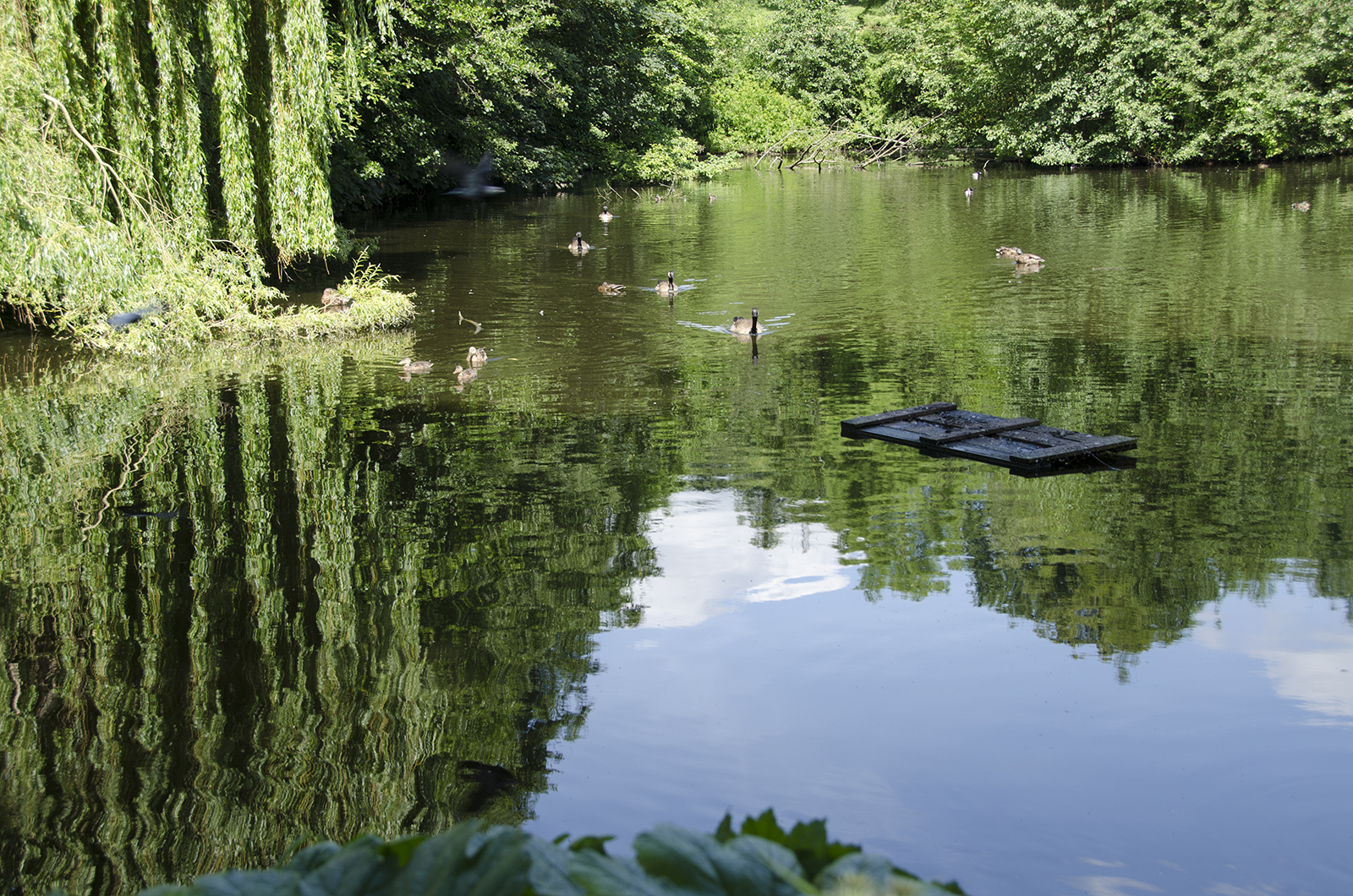 2016-07-06-Highgate_Summer_Waterlow-Park_Ponds_Reflections