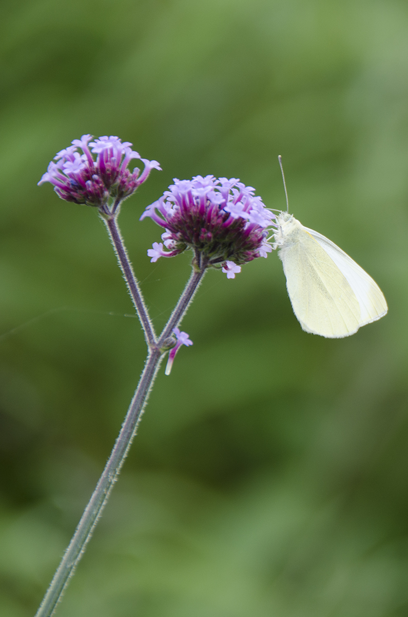 2016-07-08-Barnes_Wetlands-Centre_Summer_Butterfly