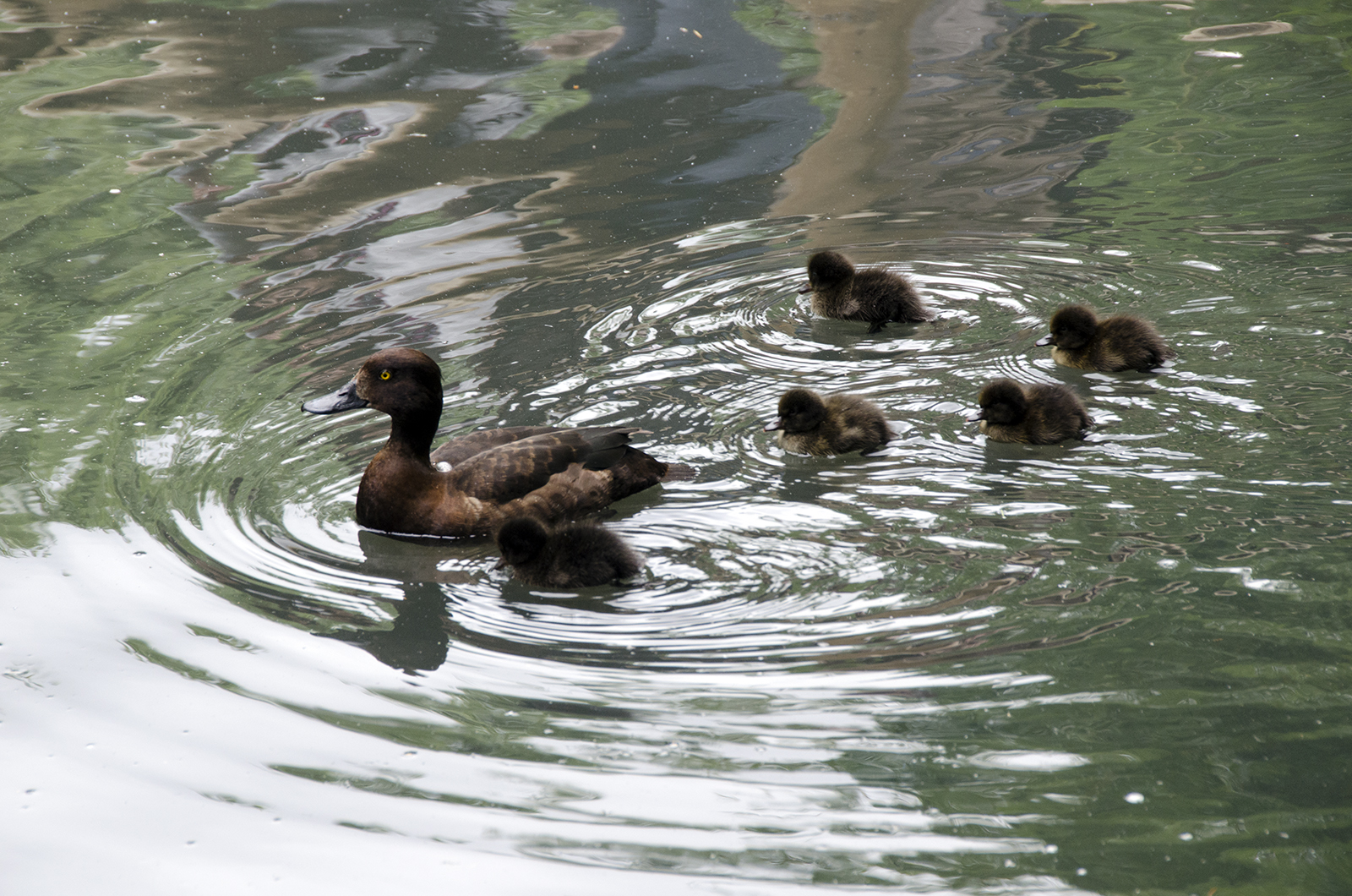 2016-07-08-Barnes_Wetlands-Centre_Summer_Fauna_Goldeneye-with-Ducklings