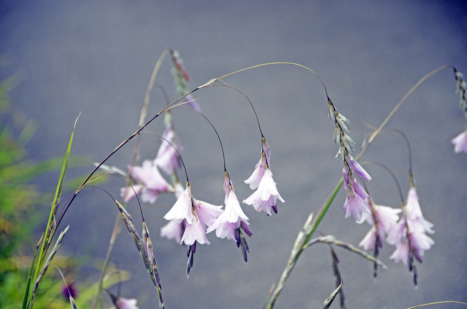 2016-07-08-Barnes_Wetlands-Centre_Summer_Flora_Experiment