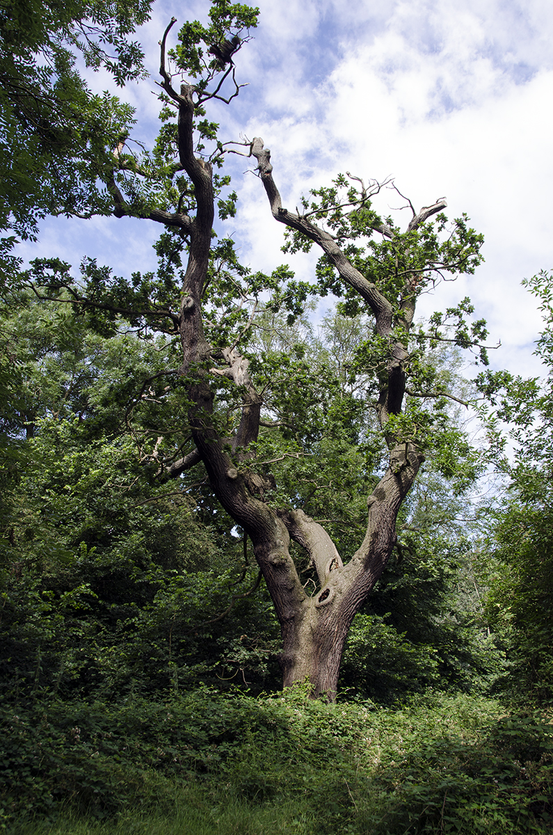 2016-07-13-Wandsworth_Tooting-Commons_Summer_Flora_Ancient-Tree