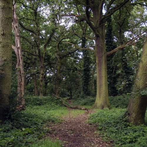 2016-07-13-Wandsworth_Tooting-Commons_Summer_Landscape_Path-through-the-Woods
