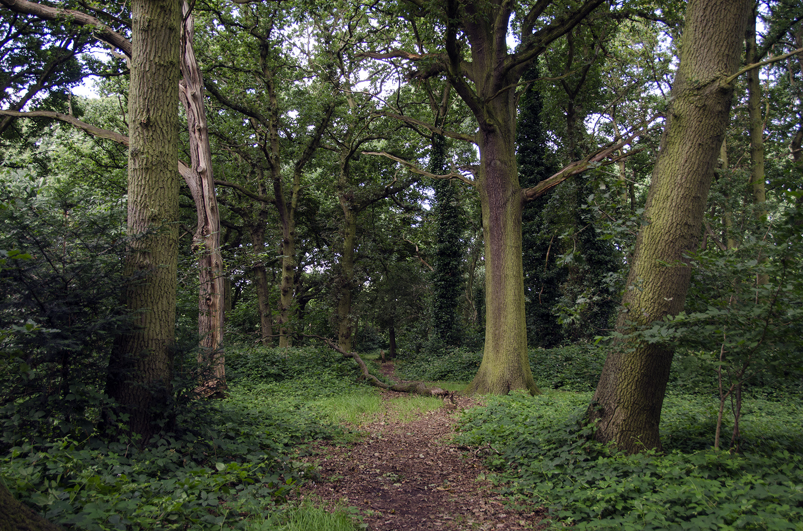 2016-07-13-Wandsworth_Tooting-Commons_Summer_Landscape_Path-through-the-Woods