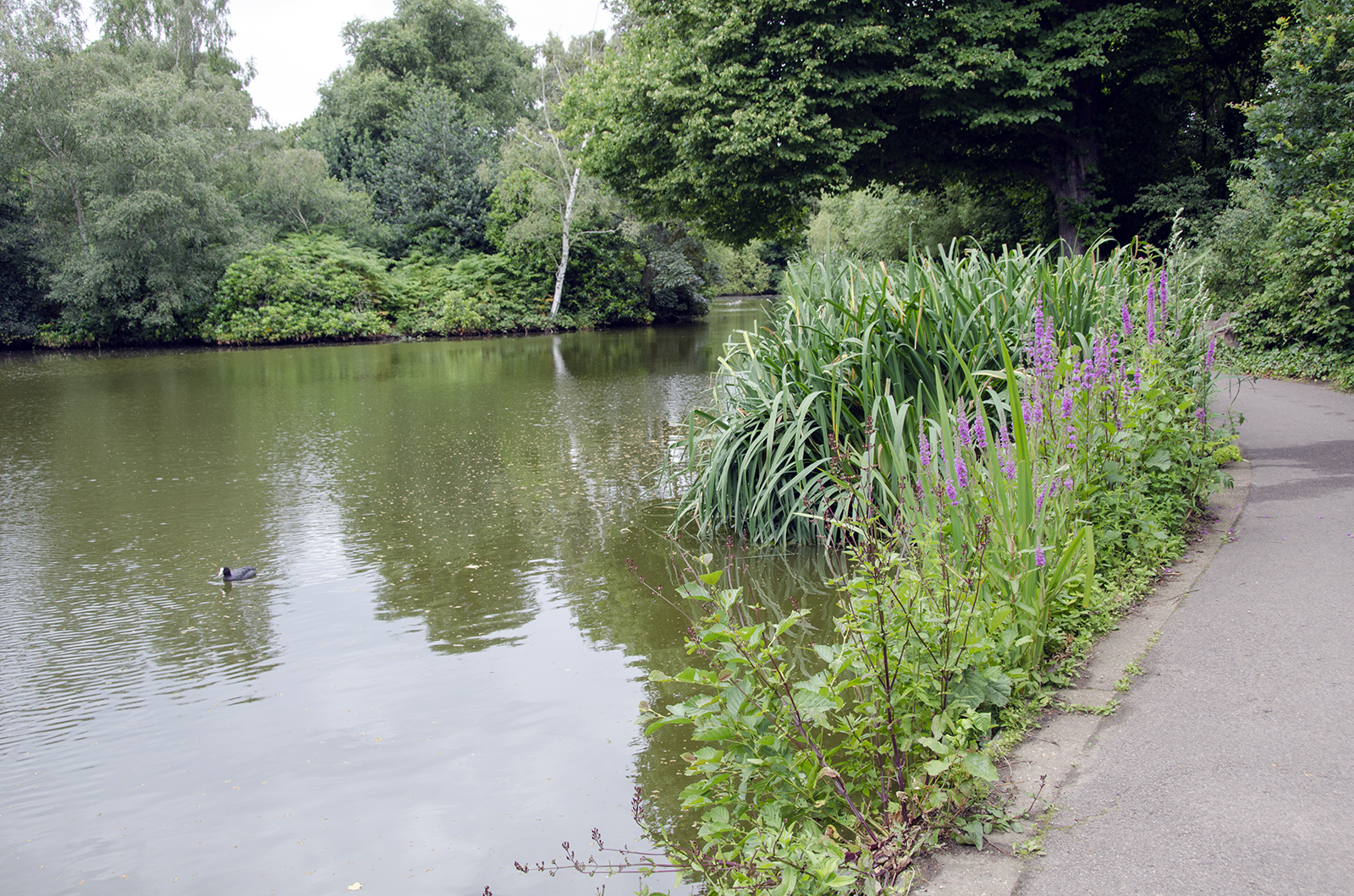 2016-07-13-Wandsworth_Wandsworth-Common_Summer_Flora