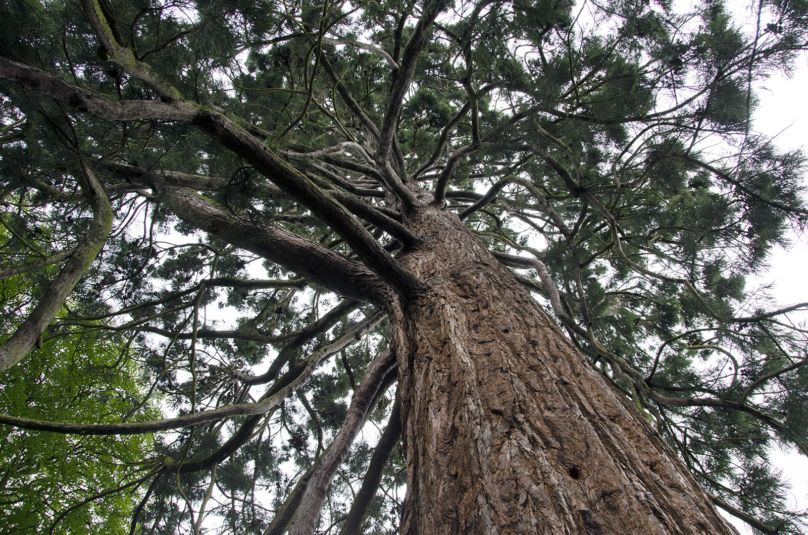 2016-07-15-Richmond_RBG-Kew_Flora_Summer_Giant-Redwood