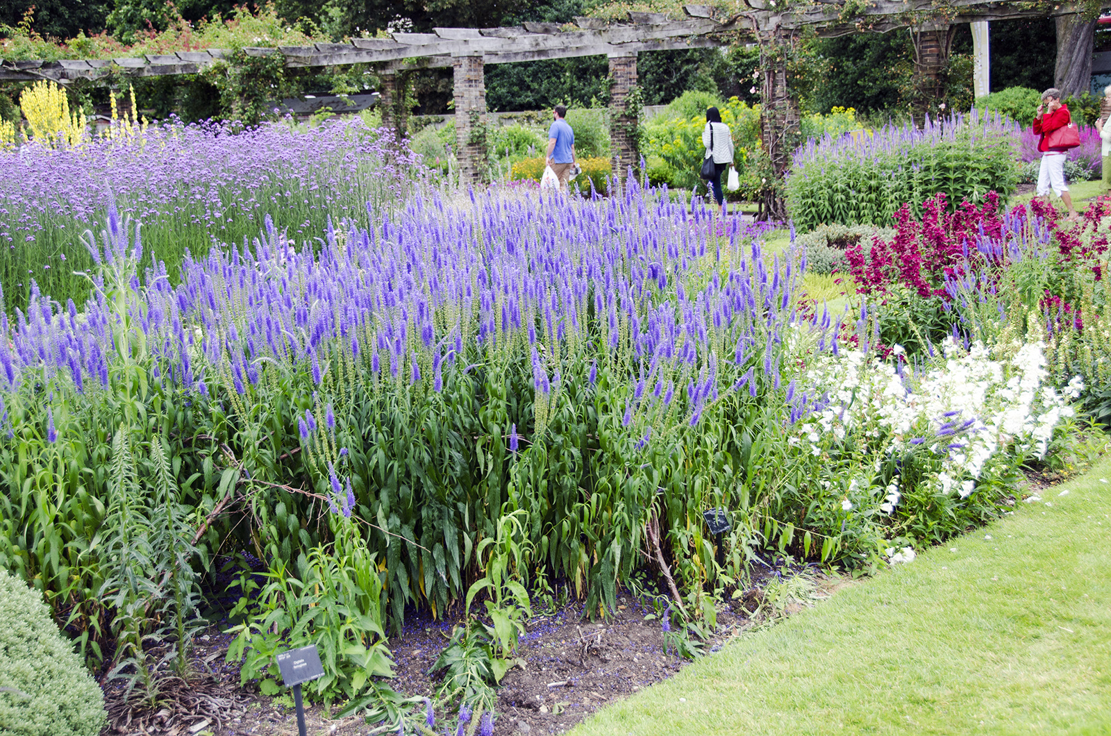 2016-07-15-Richmond_RBG-Kew_Flora_Summer_Lovely-summer-blues