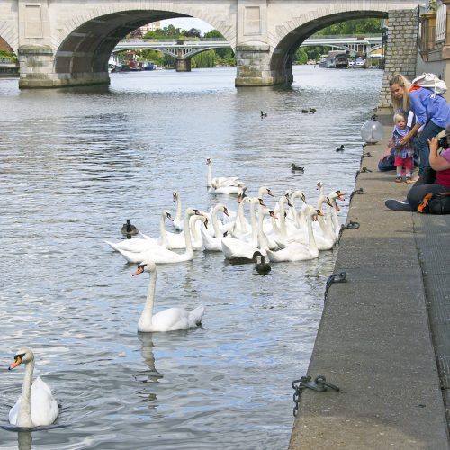 2016-07-16-LB-Kingston-Upon-Thames_Kingston_Thames-Path_Fauna-_Photographer