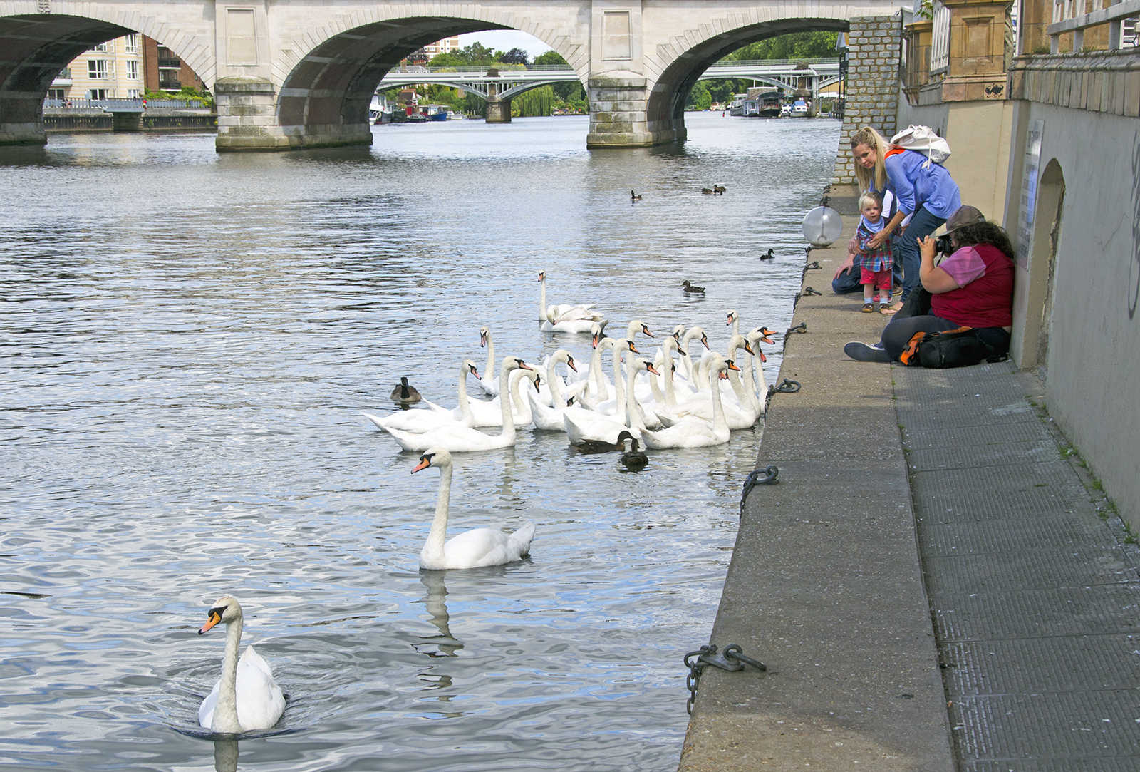 2016-07-16-LB-Kingston-Upon-Thames_Kingston_Thames-Path_Fauna-_Photographer