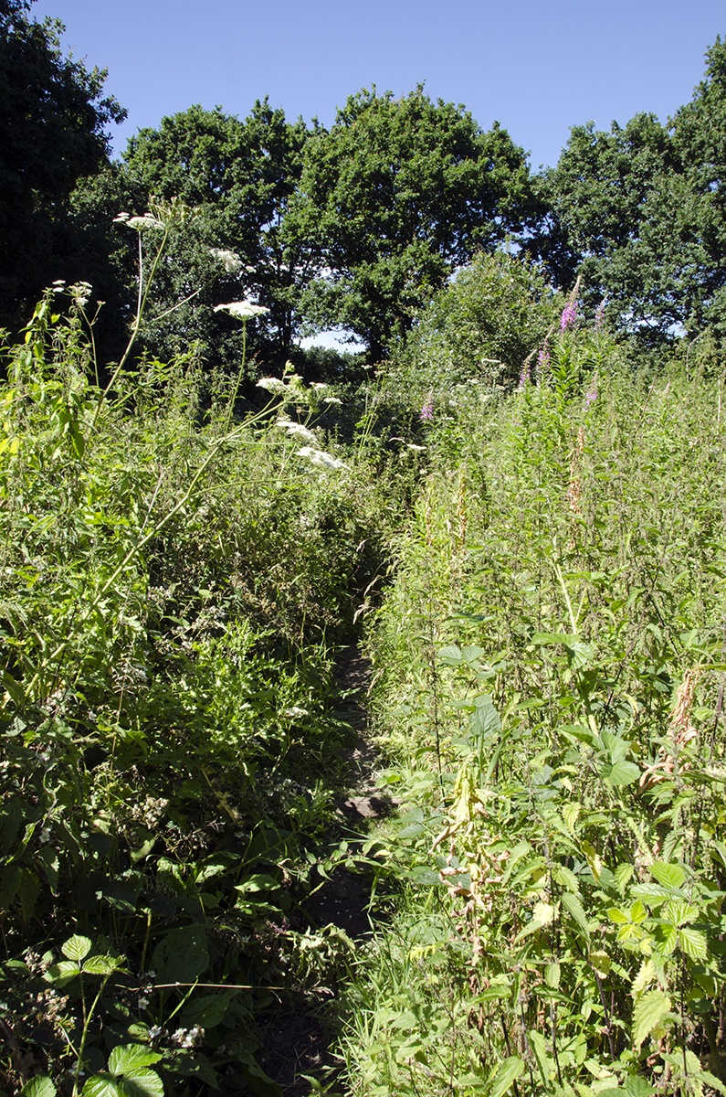 2016-07-18-Merton_Beverley-Meads-and-Fishpond-Woods-Nature-Reserve_Jungle-like-Path_Summer