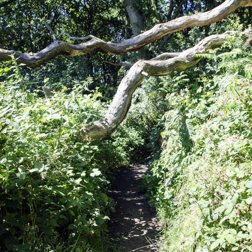 2016-07-18-Merton_Landscape_Beverley-Meads-and-Fishpond-Woods-Nature-Reserve_Obstacles