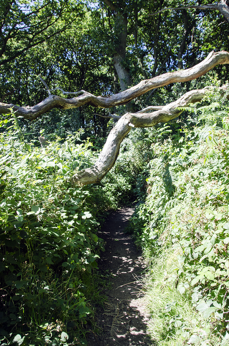 2016-07-18-Merton_Landscape_Beverley-Meads-and-Fishpond-Woods-Nature-Reserve_Obstacles