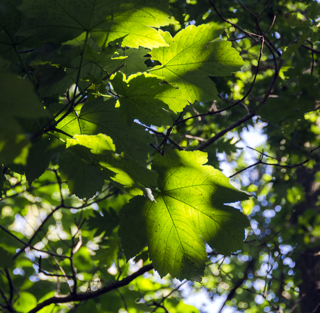 2016-07-18-Merton_Wimbledon-Common_Sunlight-playing-through-the-leaves_Summer