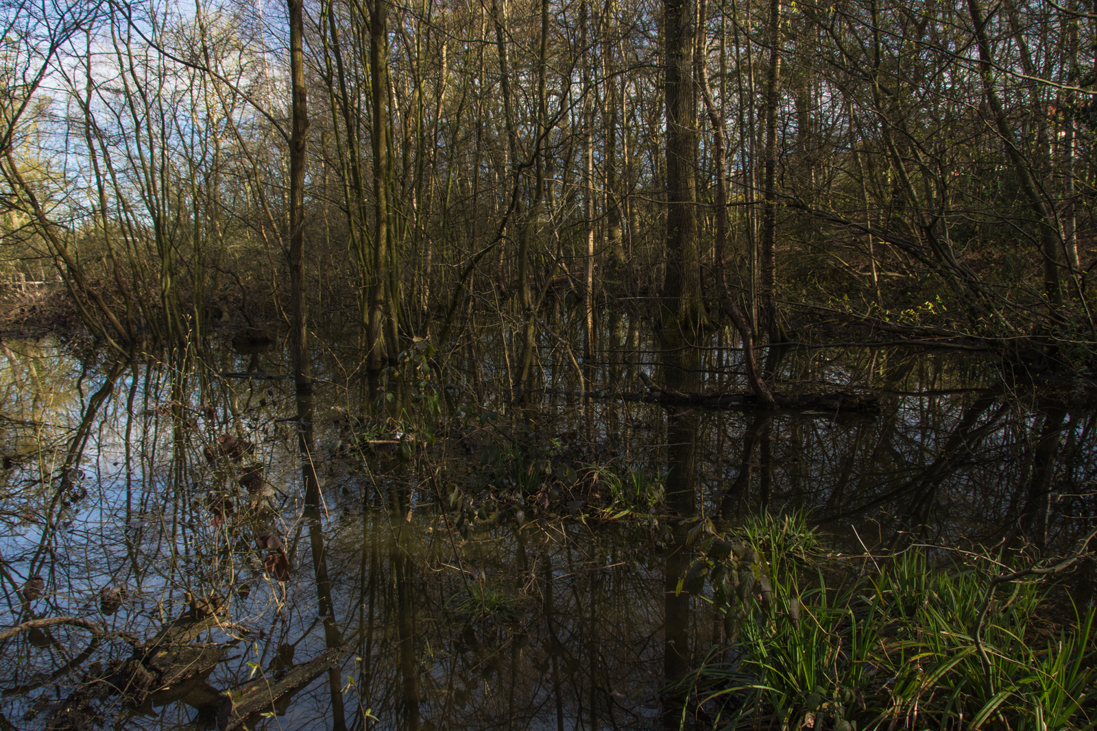 20160410_Haringey_ColdfallWoods_theFlood-2