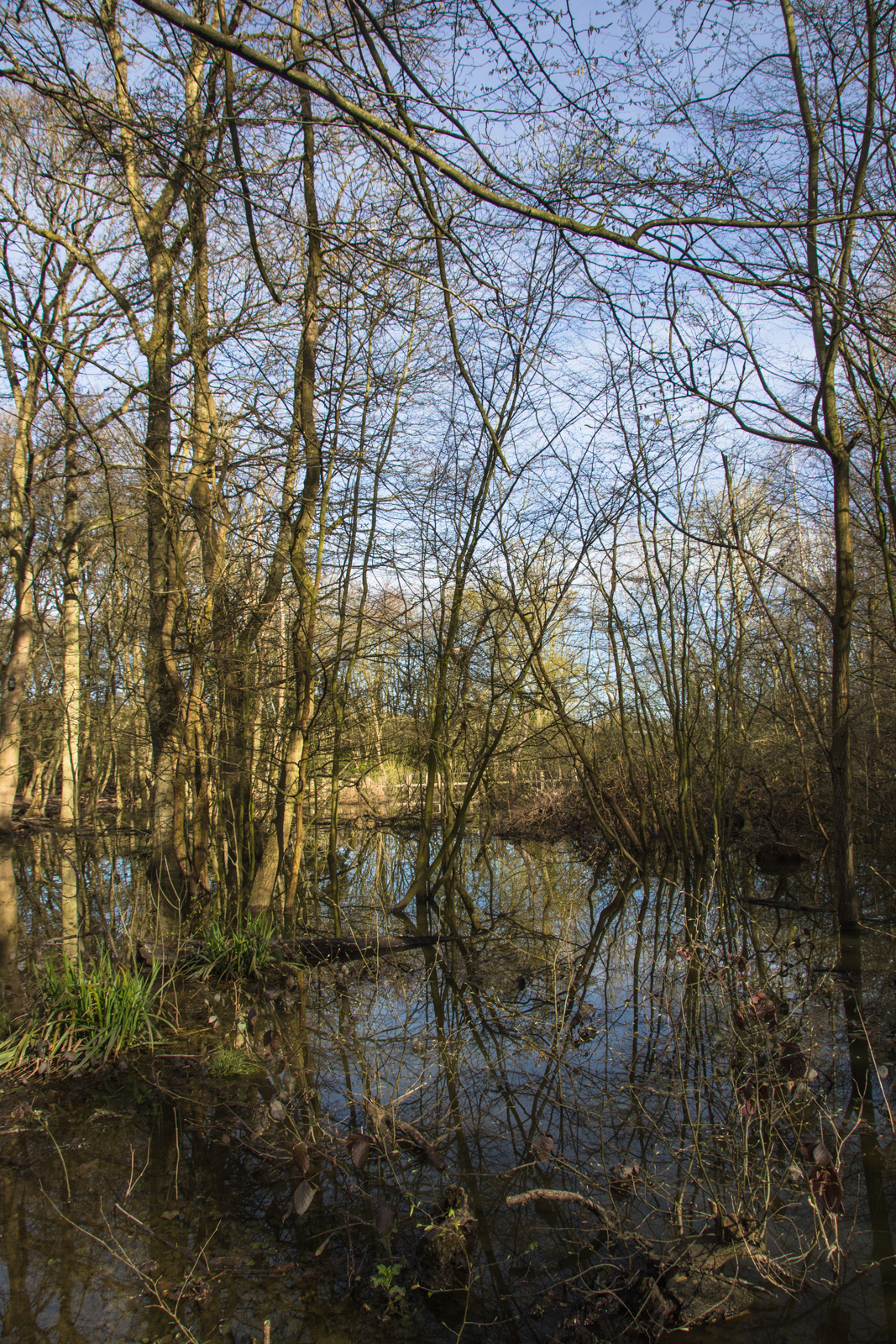 20160410_Haringey_ColdfallWoods_theFlood-3