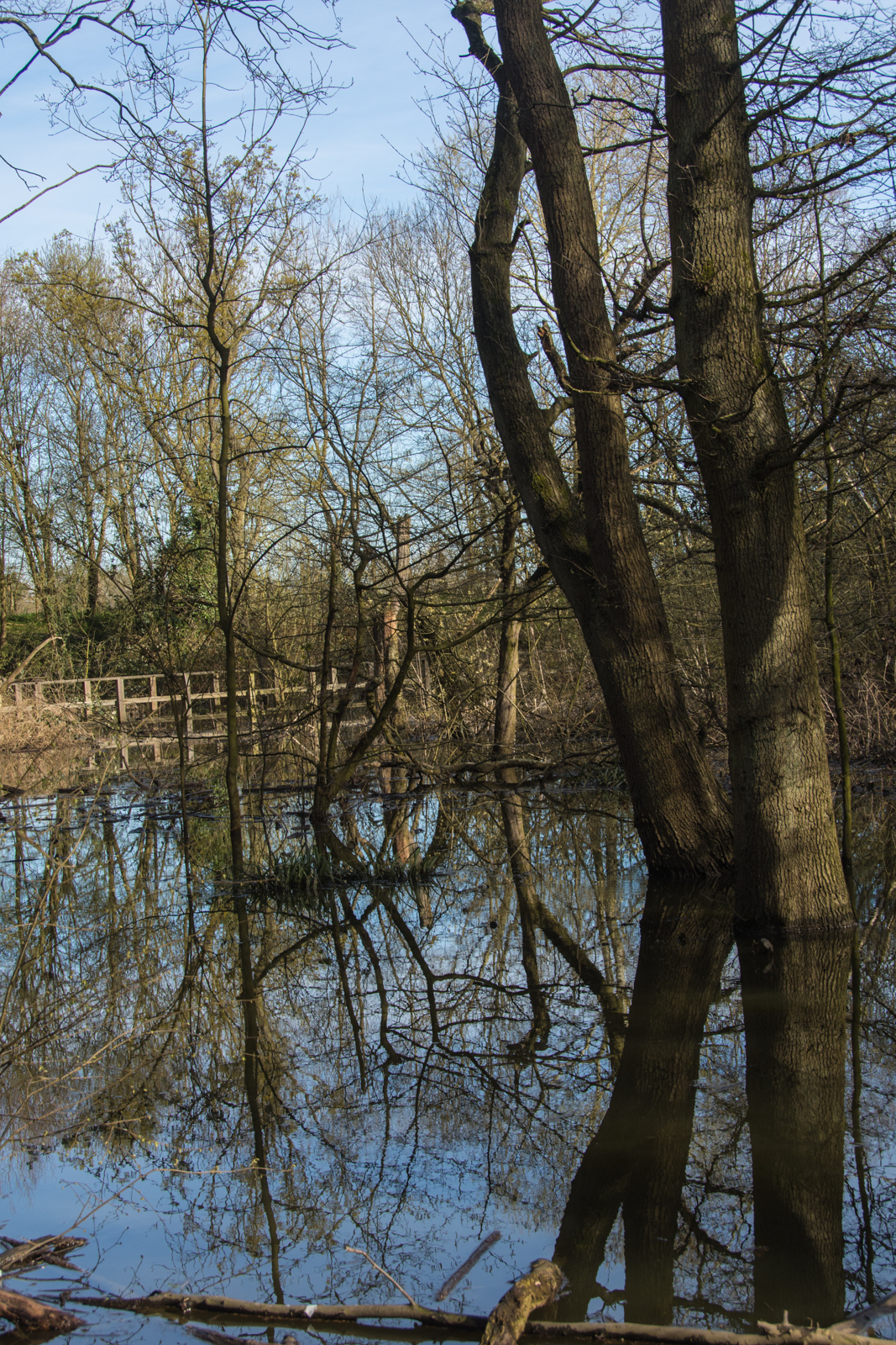 20160410_Haringey_ColdfallWoods_theFlood-4