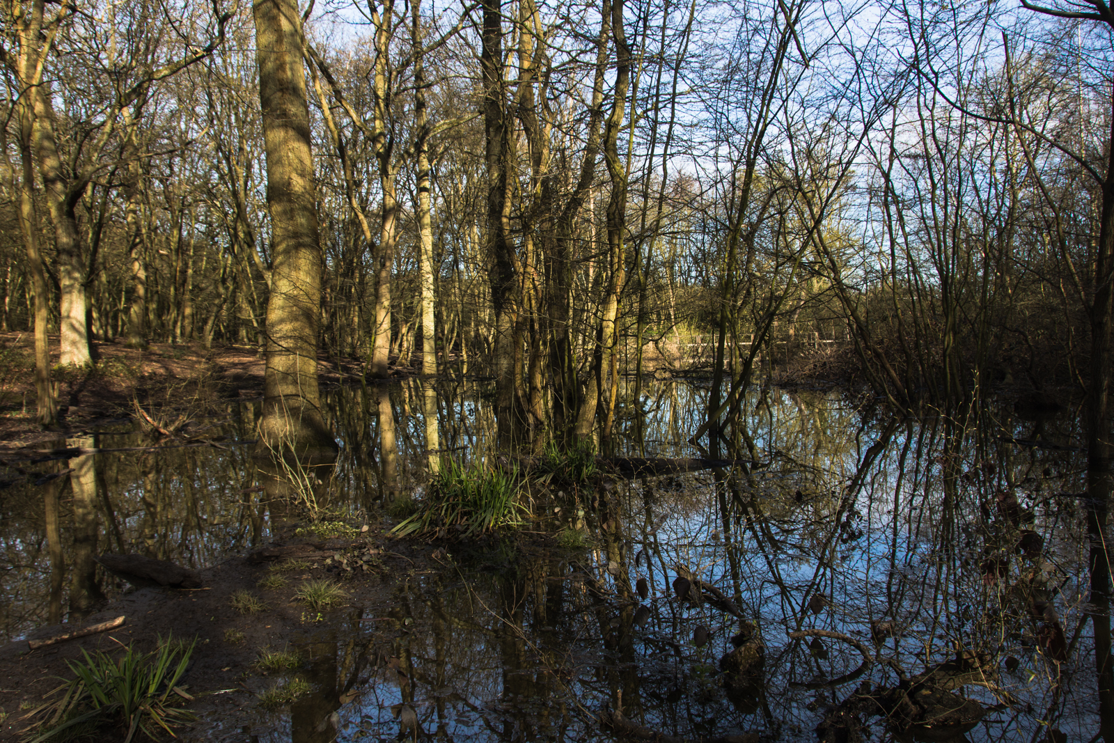 20160410_Haringey_ColdfallWoods_theFlood