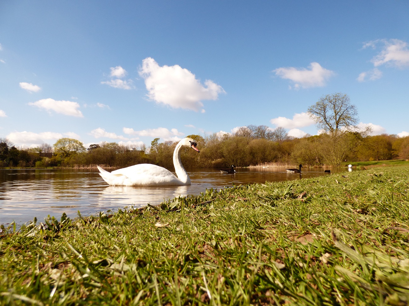 20160417_Redbridge_Wanstead-Park_-Mute-Sawn-on-Heronry-Pond