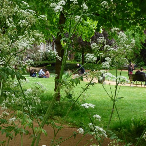 20160519_London-Borough-of-Camden_Gordon-Square-Garden_A-Floral-Spring