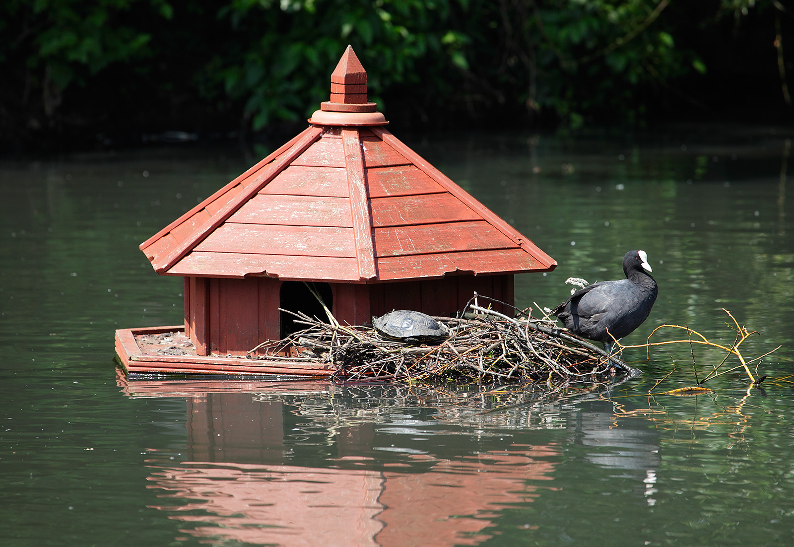 20160609_Croydon_Millers-Pond_Duck-house