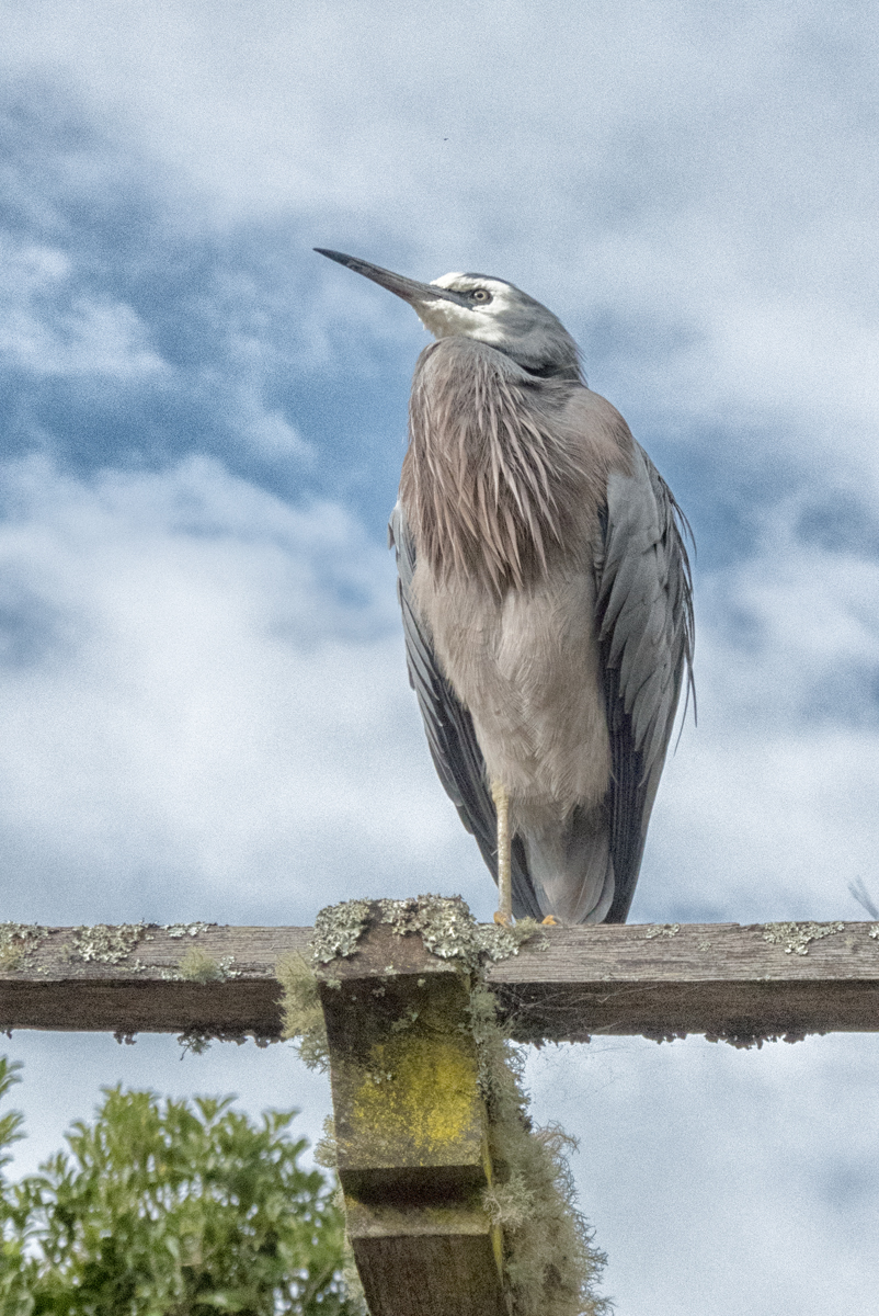 20160612_Away-from-the-Boroughs_Auckland-Domain_One-legged-Heron