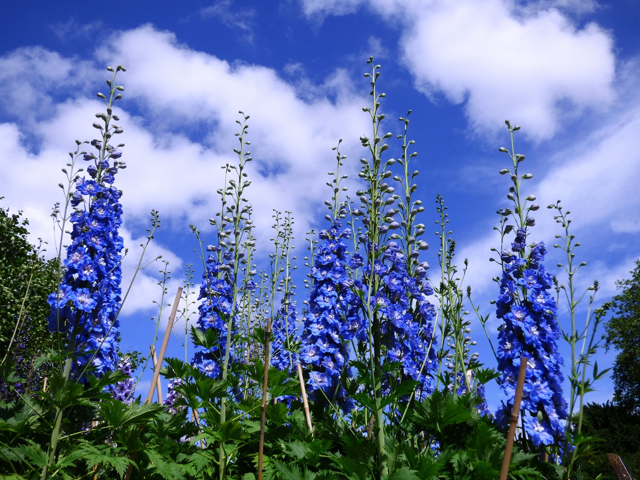 20160615_Camden_Regents-Park_Bluebells-in-the-Sky