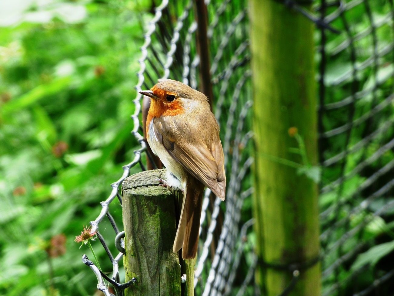 20160615_Camden_Regents-Park_Robin