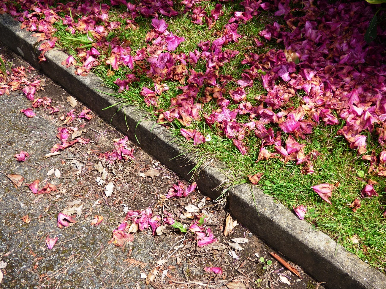 20160619_Newham_City-of-London-Cemetery-Crematorium_Sprinkled-Petals