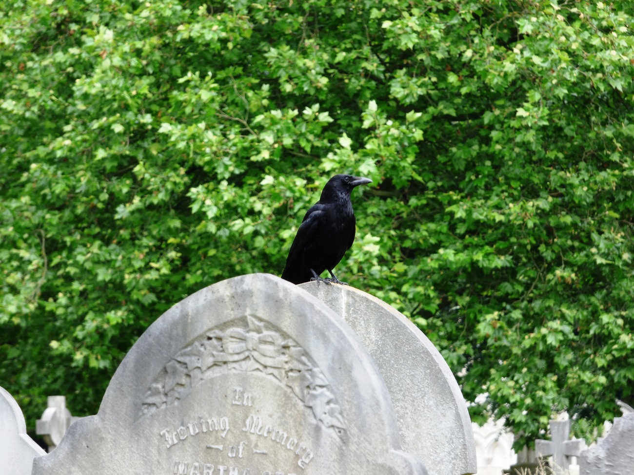 20160619_Newham_City-of-London-Cemetery-Crematorium_Watchful