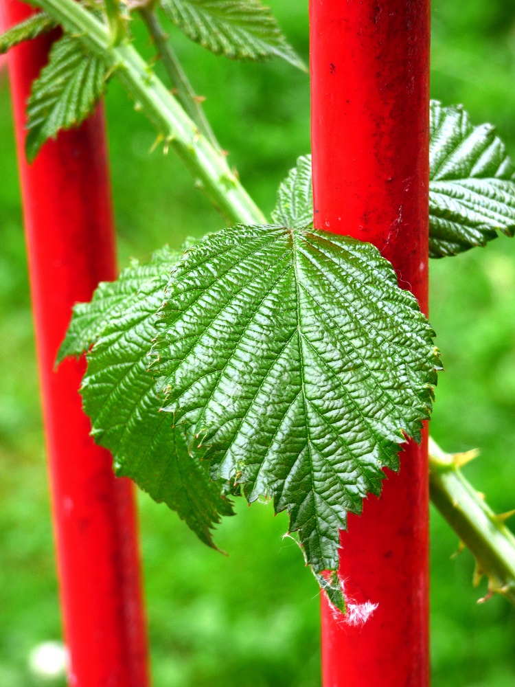 20160619_Redbridge_Westwood-Recreation-Ground_Leaf-through-railings