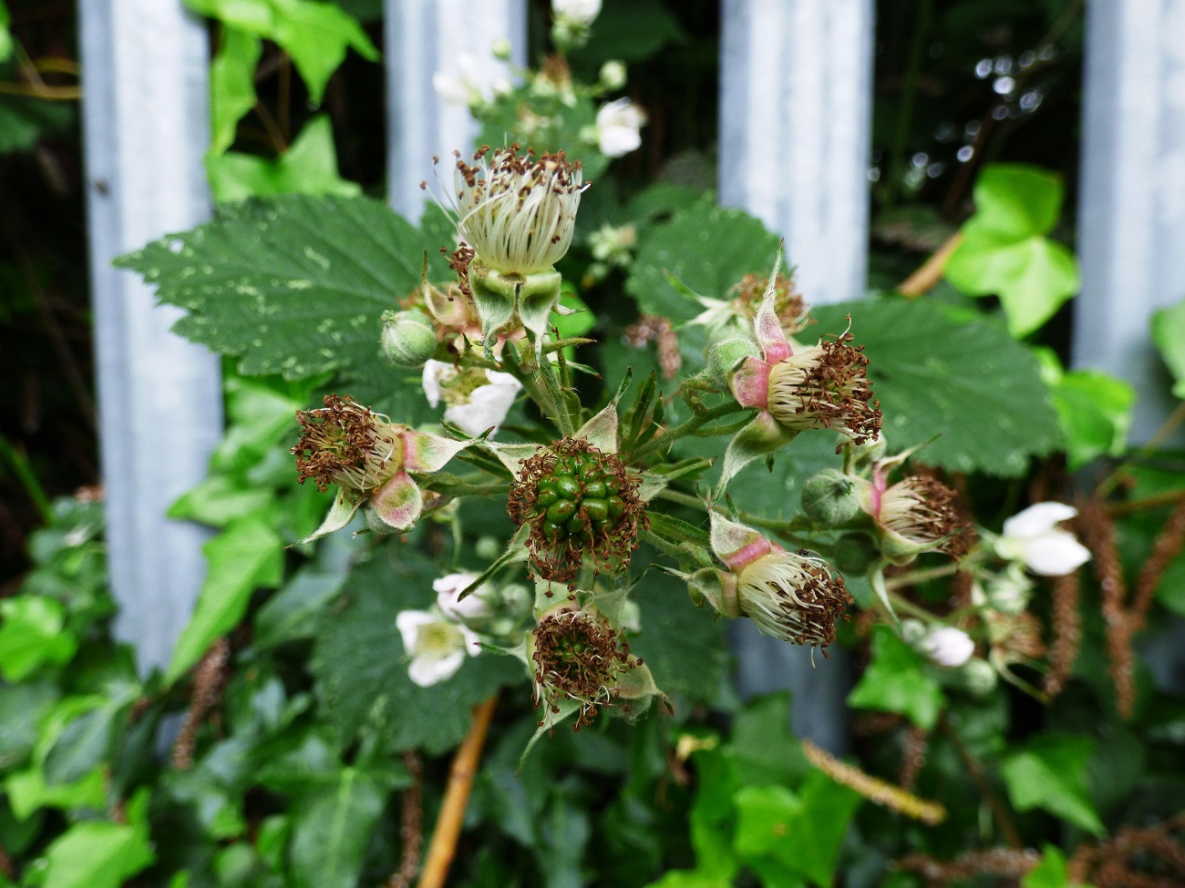 20160619_Redbridge_Westwood-Recreation-Ground_Under-Ripe