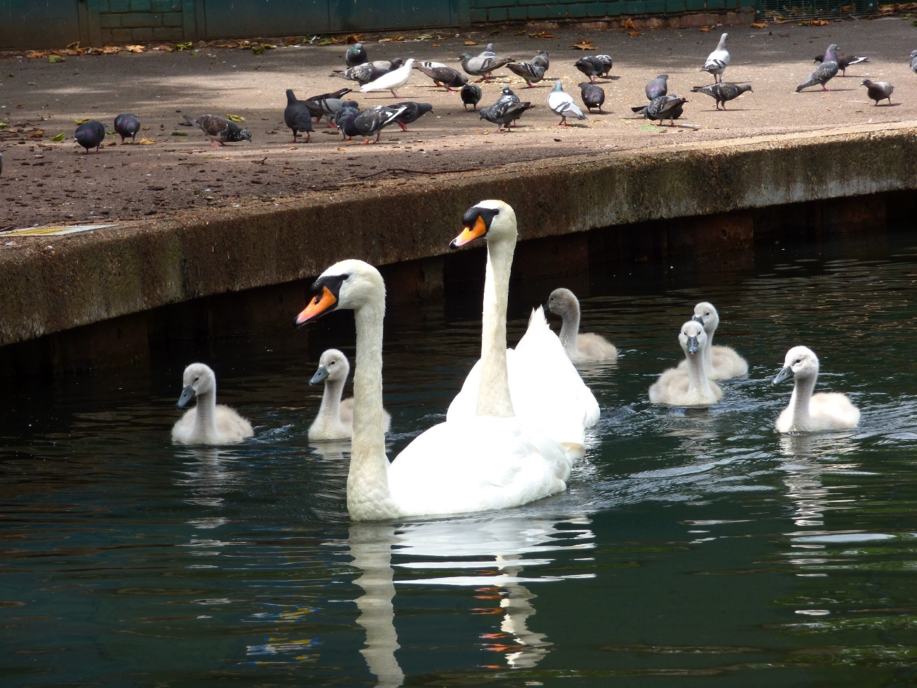 20160621_Barking-Dagenham_Barking-Park-Lake_Sawns-Pigeons