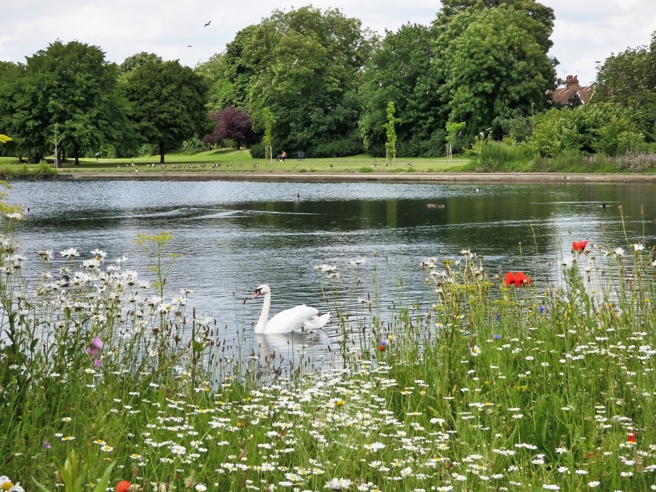 20160628_Redbridge_South-Park_Flower-Meadow-overlooking-the-Lake